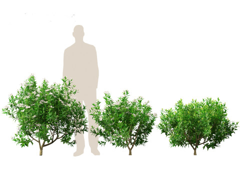 Gardenia jasminoides - Cape Jasmine Modello 3D