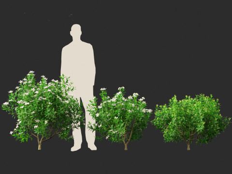 Gardenia jasminoides - Cape Jasmine Modello 3D