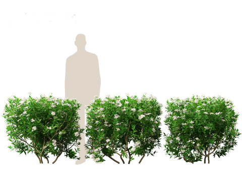 Gardenia jasminoides - Cape Jasmine Modello 3D