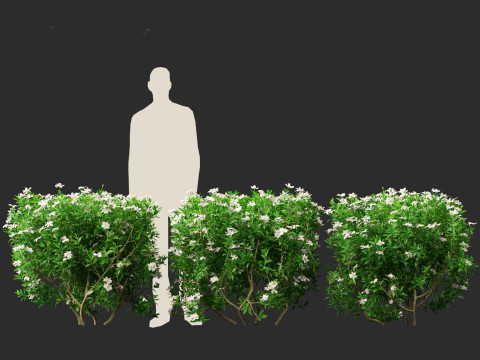 Gardenia jasminoides - Cape Jasmine Modello 3D