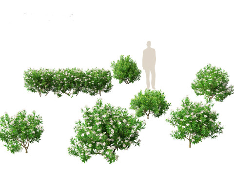 Gardenia jasminoides - Cape Jasmine Modello 3D