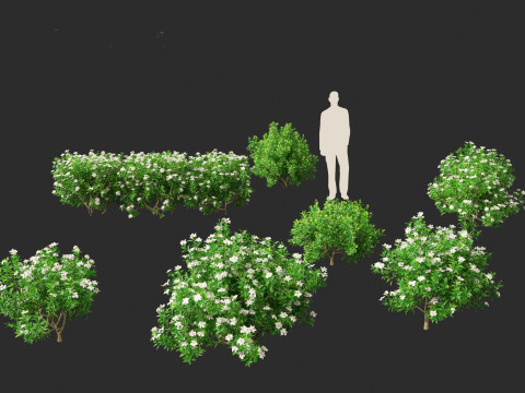 Gardenia jasminoides - Cape Jasmine Modello 3D