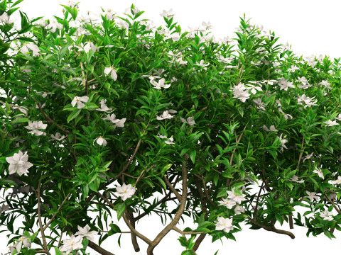 Gardenia jasminoides - Cape Jasmine Modello 3D
