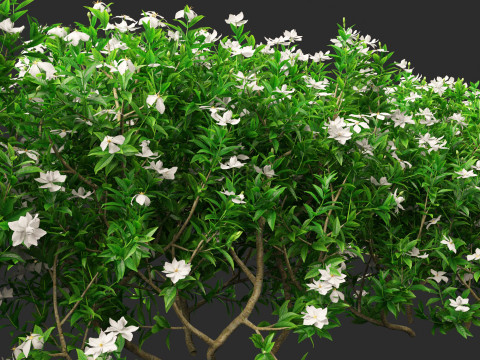 Gardenia jasminoides - Cape Jasmine Modello 3D