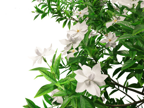 Gardenia jasminoides - Cape Jasmine Modello 3D