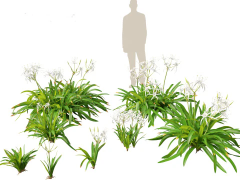 Hymenocallis littoralis - 스파이더 릴리 3D 모델