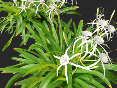 Hymenocallis littoralis - Spider Lily 3D Модель