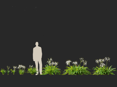 Hymenocallis littoralis - Spider Lily 3D Модель
