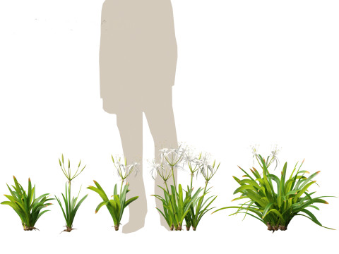 Hymenocallis littoralis - Spider Lily 3D Модель