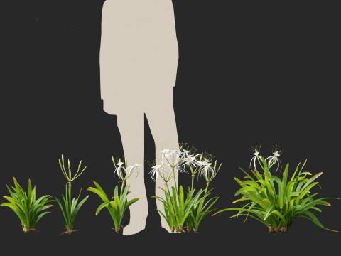 Hymenocallis littoralis - Spider Lily 3D Модель