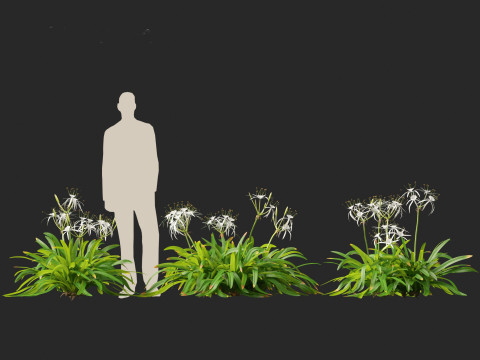 Hymenocallis littoralis - Spider Lily 3D Модель