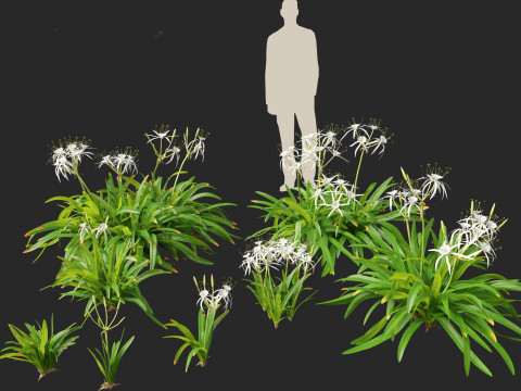 Hymenocallis littoralis - Spider Lily 3D Модель