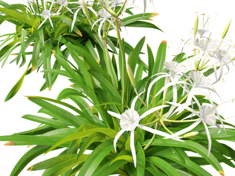 Hymenocallis littoralis - Spider Lily 3D Модель