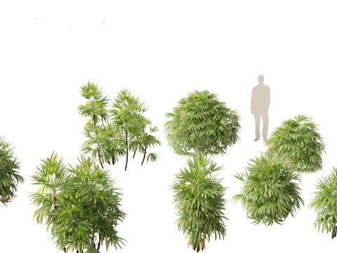 Rhapis excelsa - Lady palm 3D Model