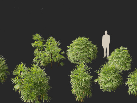 Rhapis excelsa - Lady palm 3D मॉडल