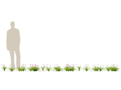 Zephyranthes - Storm Lily 3D Model