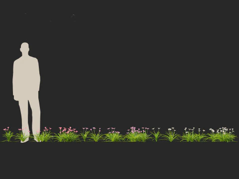 Zephyranthes - Storm Lily 3D Model