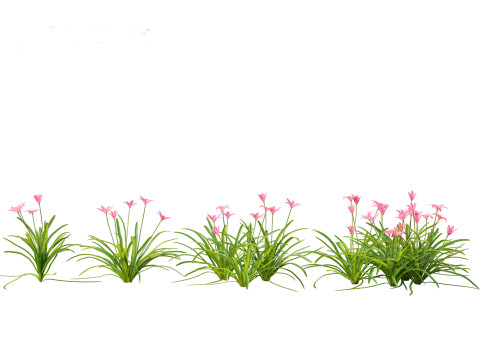 Zephyranthes - Storm Lily 3D मॉडल