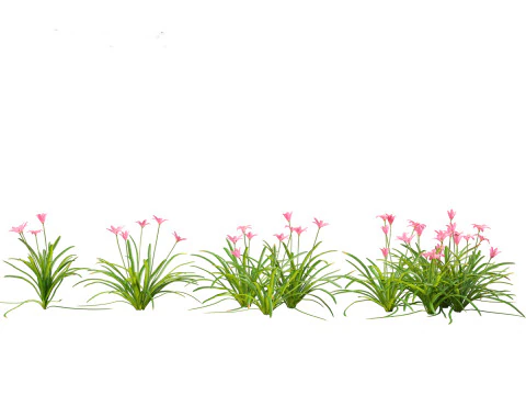 Zephyranthes - Storm Lily 3D Model
