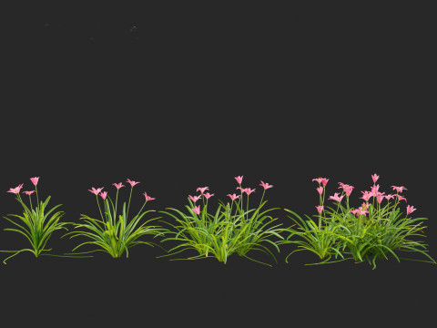 Zephyranthes - Storm Lily 3D मॉडल