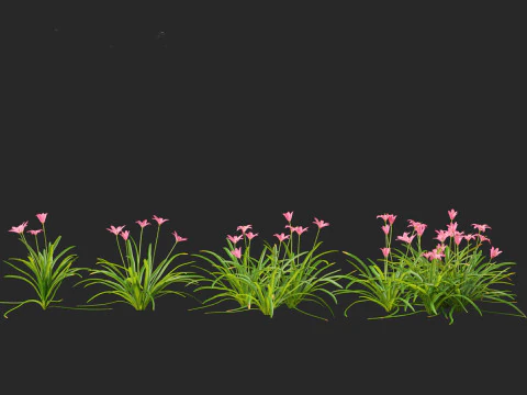 Zephyranthes - Storm Lily 3D Model