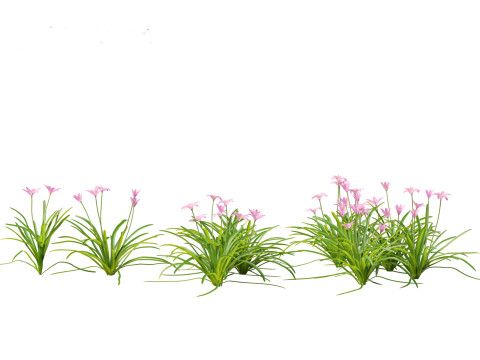 Zephyranthes - Storm Lily 3D मॉडल