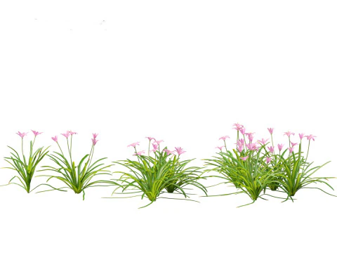 Zephyranthes - Storm Lily 3D Model