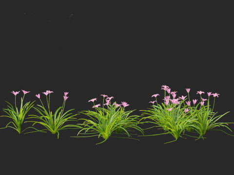 Zephyranthes - Storm Lily 3D मॉडल