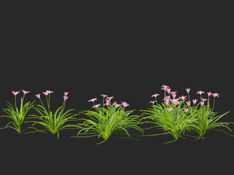 Zephyranthes - Storm Lily 3D Model