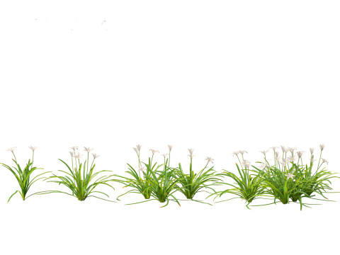 Zephyranthes - Storm Lily 3D मॉडल