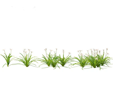Zephyranthes - Storm Lily 3D Model