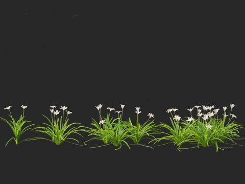 Zephyranthes - Storm Lily 3D मॉडल