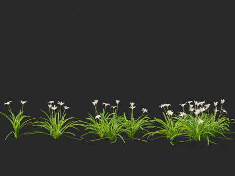 Zephyranthes - Storm Lily 3D Model