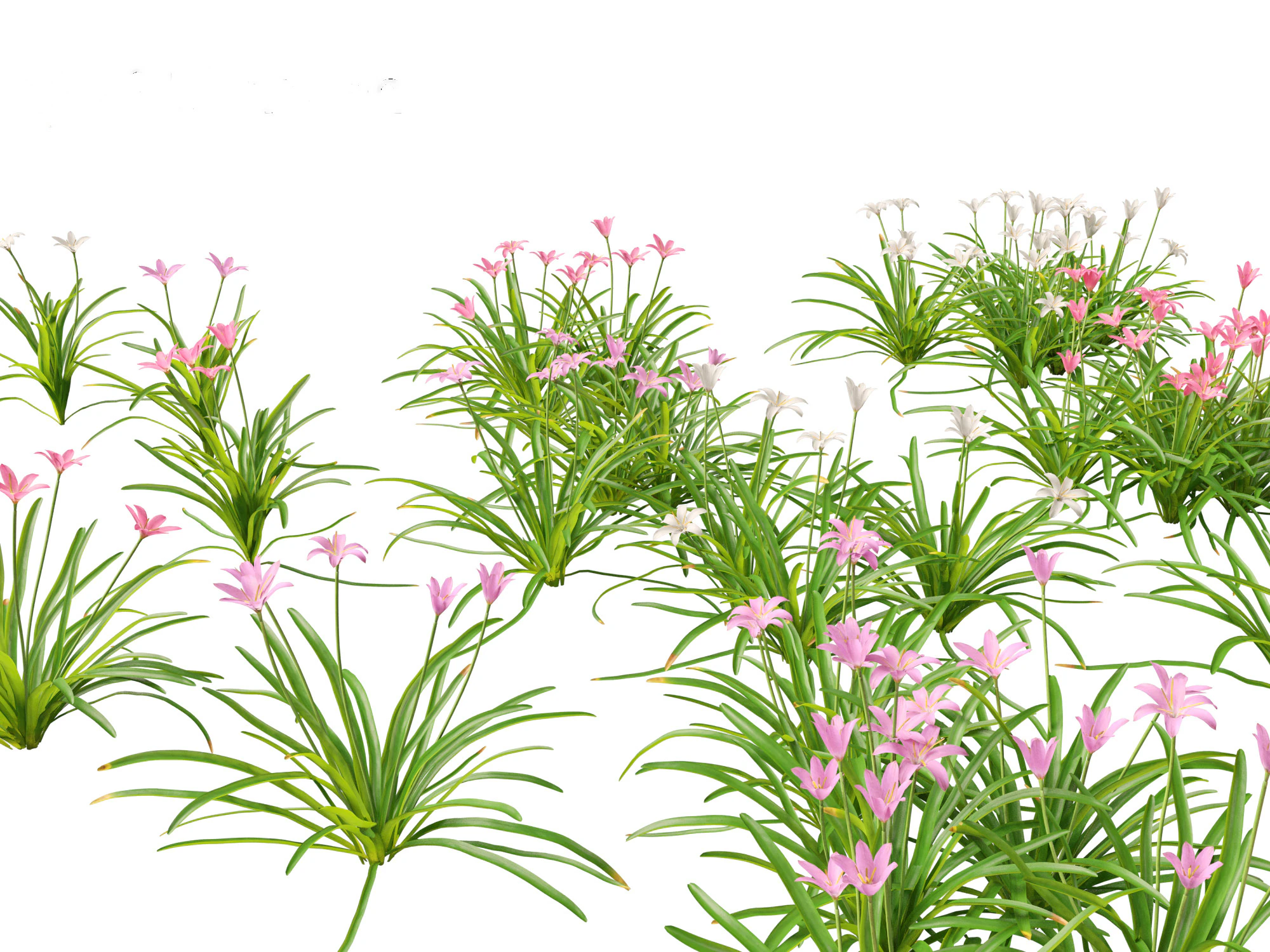 Zephyranthes - Storm Lily 3D Model .c4d .max .obj .3ds .fbx .stl .blend 