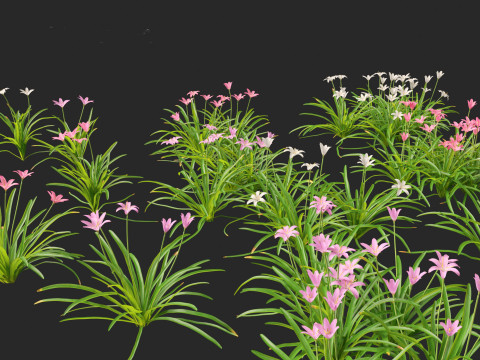 Zephyranthes - Storm Lily 3D मॉडल
