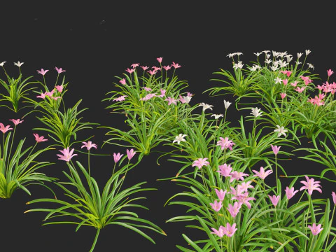 Zephyranthes - Storm Lily 3D Model