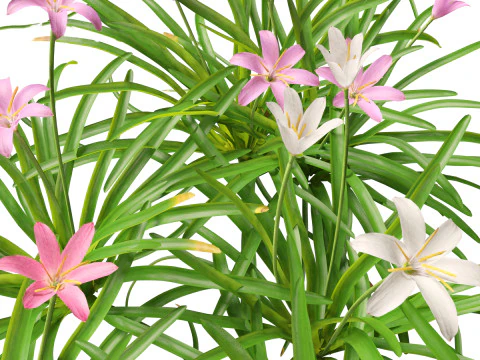Zephyranthes - Storm Lily 3D Model