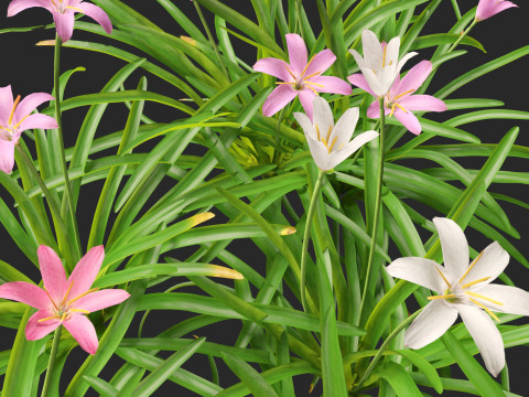 Zephyranthes - Storm Lily 3D मॉडल