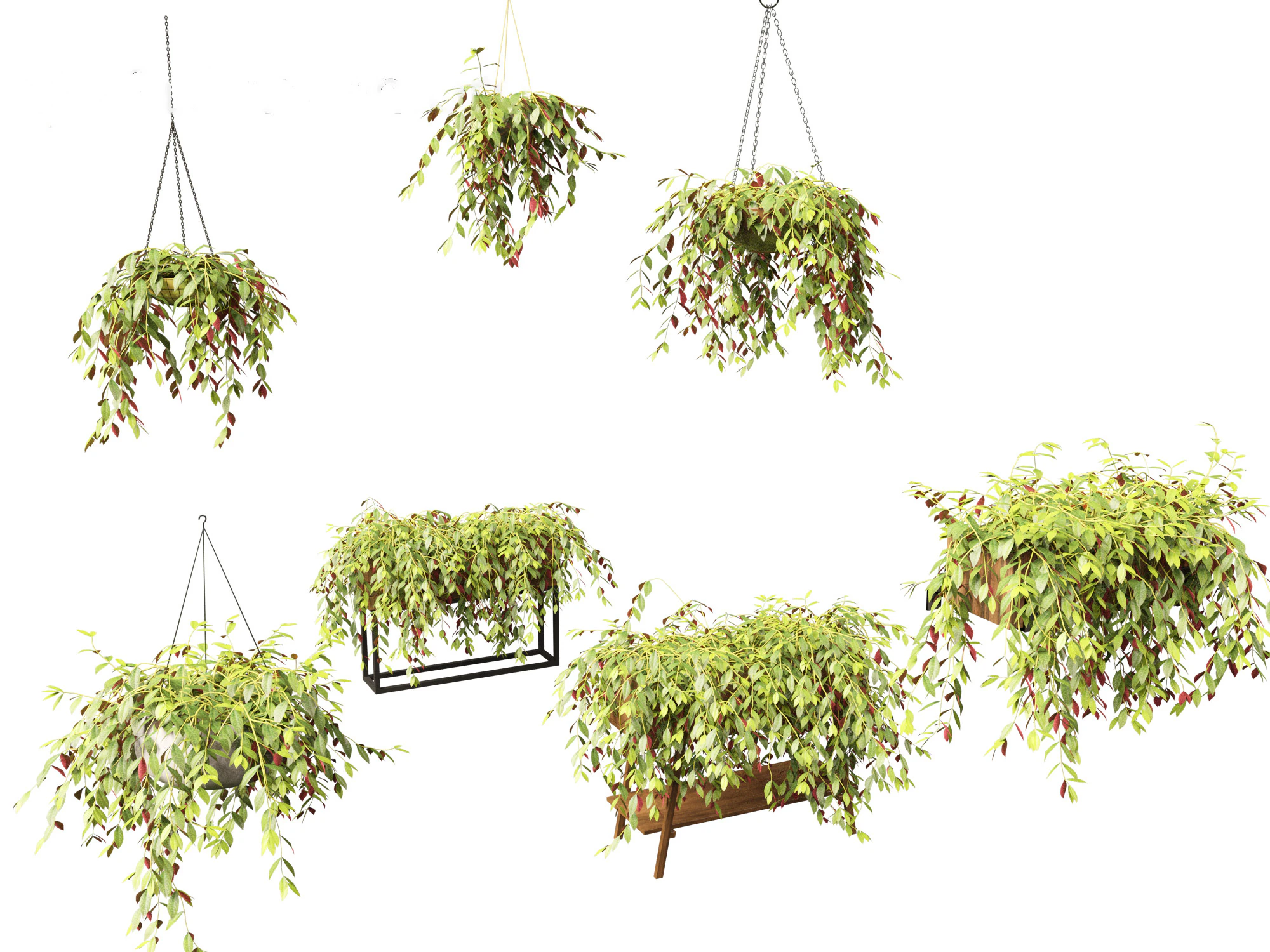 Aeschynanthus marmoratus - Zebra vine 3D Model .c4d .max .obj .3ds .fbx .stl .blend 