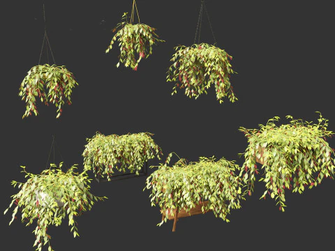 Aeschynanthus marmoratus - Zebra vine 3D Model