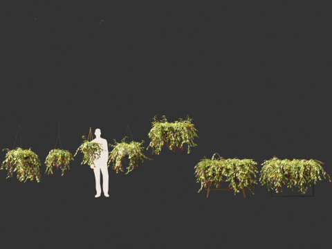 Aeschynanthus marmoratus - Zebra vine 3D Модель