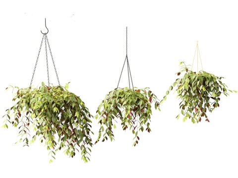 Aeschynanthus marmoratus - Zebra vine 3D Model