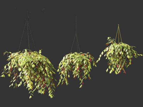 Aeschynanthus marmoratus - Zebra vine 3D Модель