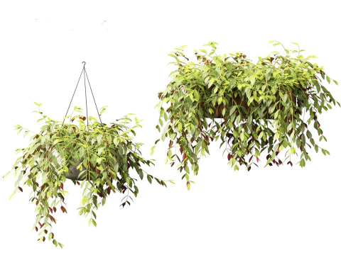 Aeschynanthus marmoratus - Zebra vine 3D Model