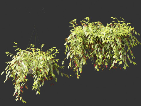 Aeschynanthus marmoratus - Zebra vine 3D Модель