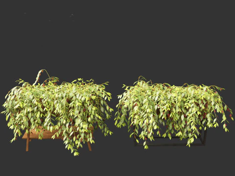 Aeschynanthus marmoratus - Zebra vine 3D Model