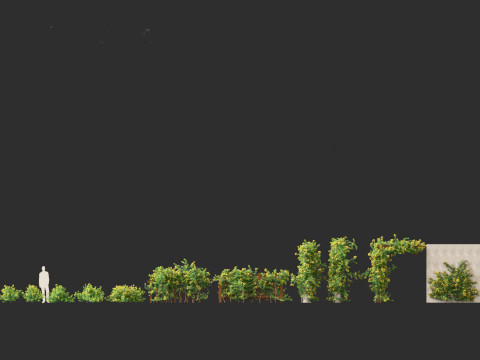Allamanda schottii - Bush allamanda 3D Model
