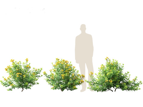 Allamanda schottii - Bush allamanda 3D Model