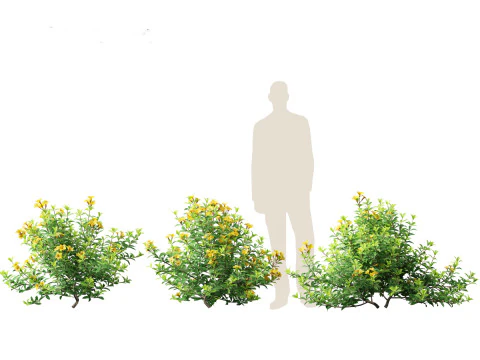 Allamanda schottii - Bush allamanda 3D Model
