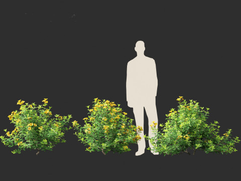 Allamanda schottii - Bush allamanda 3D Model